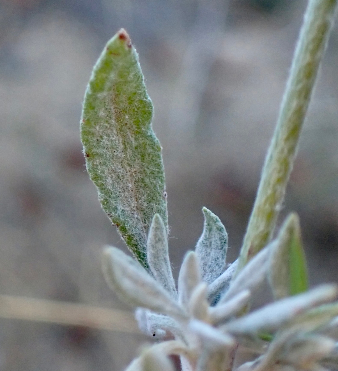 Eriogonum wrightii var. subscaposum