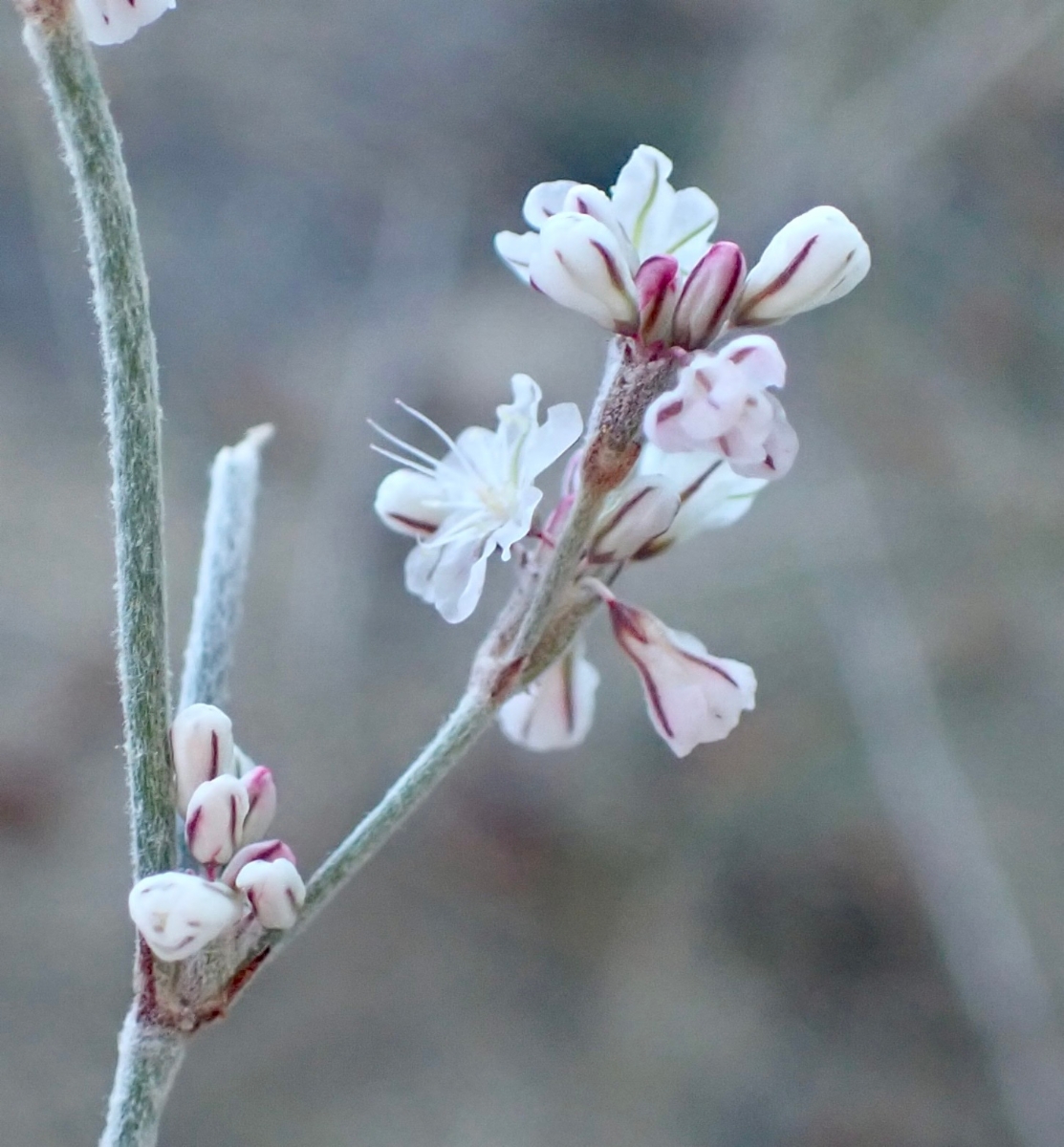 Eriogonum wrightii var. subscaposum