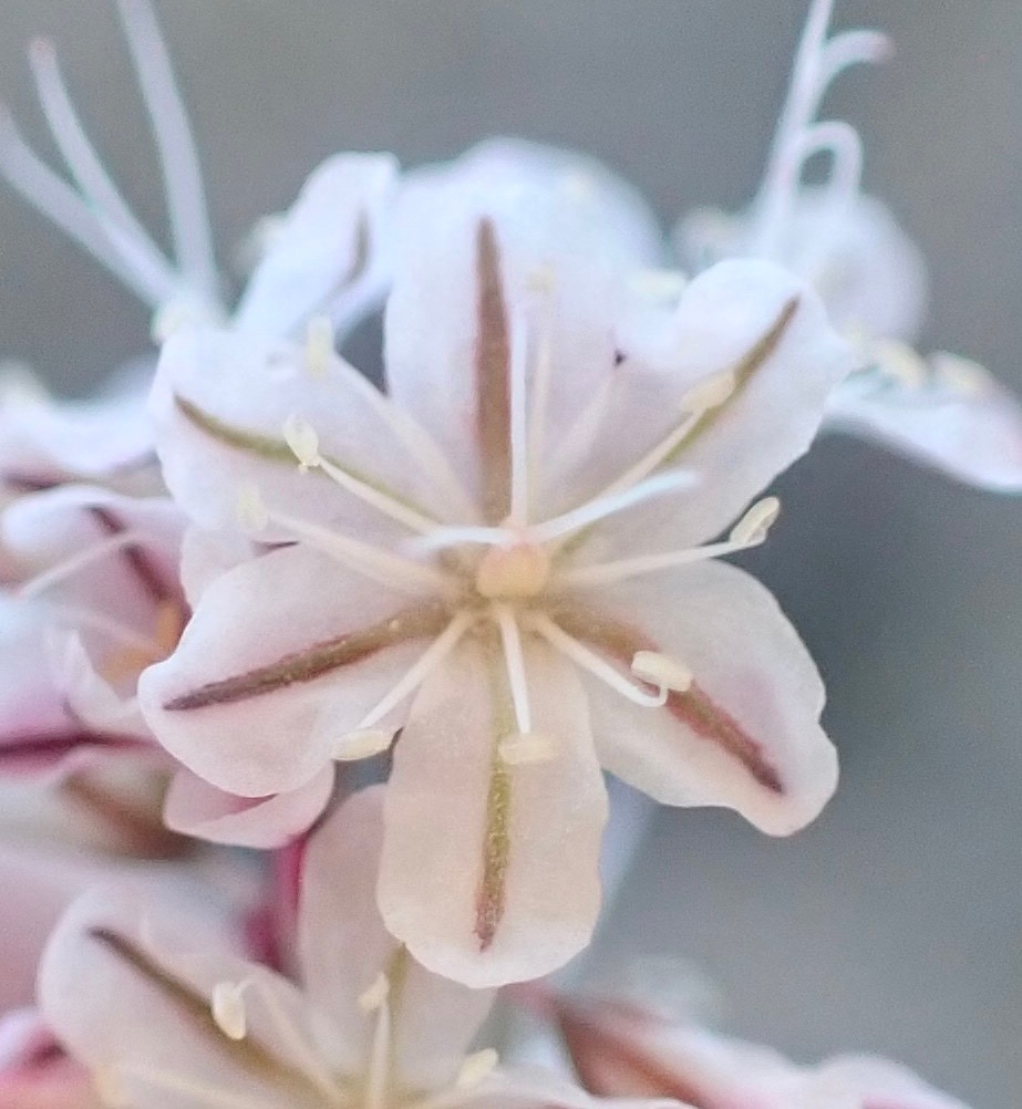 Eriogonum wrightii var. subscaposum