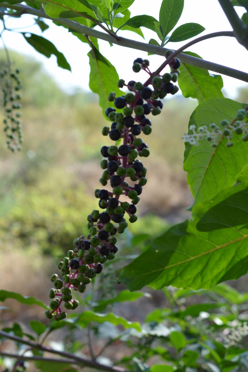 Phytolacca americana var. americana