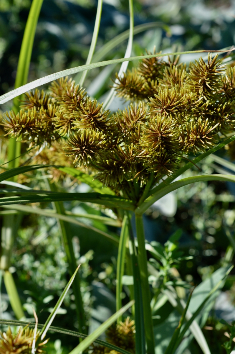 Cyperus erythrorhizos