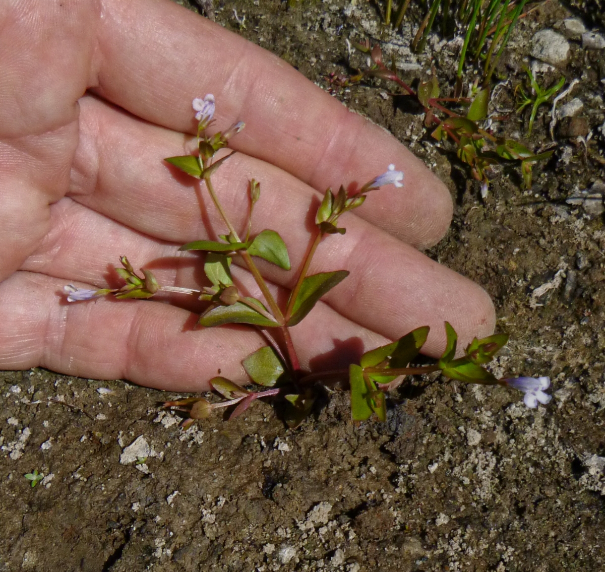 Lindernia dubia