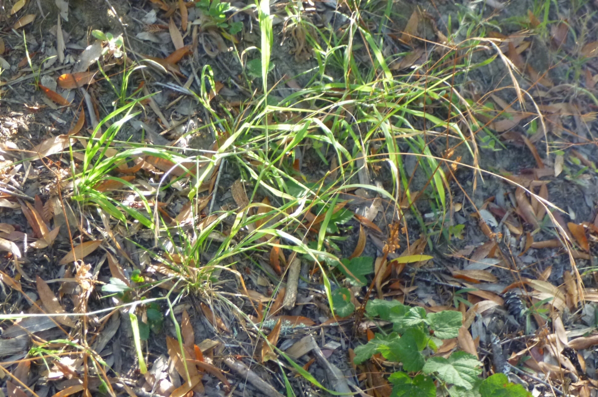 Brachypodium sylvaticum