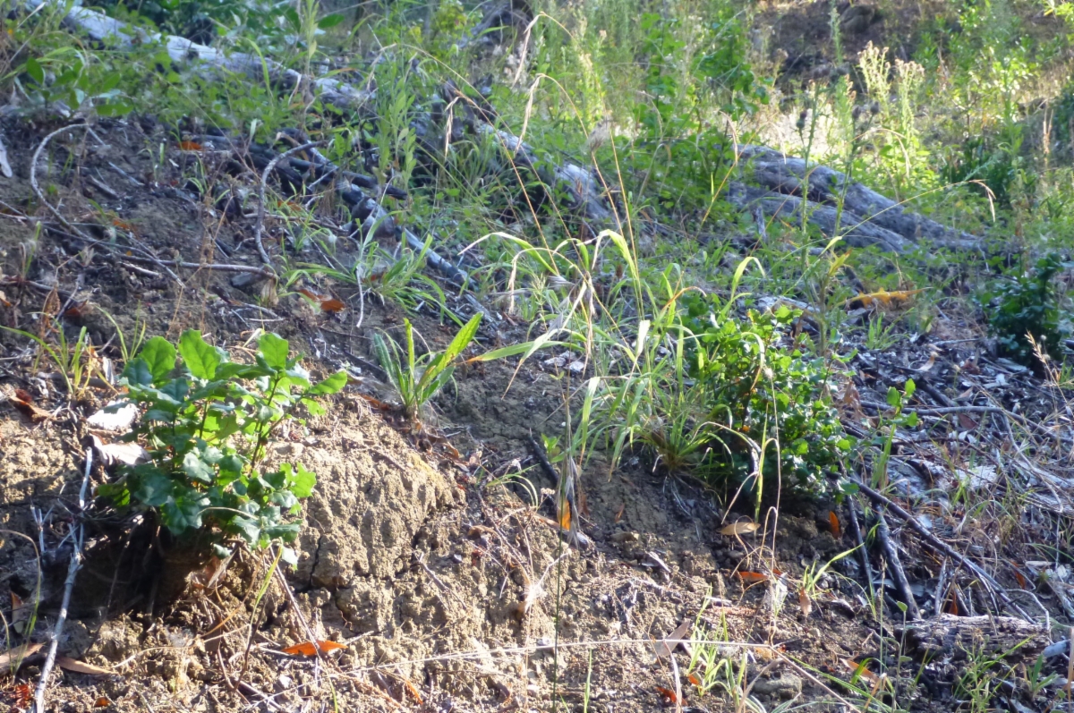 Brachypodium sylvaticum