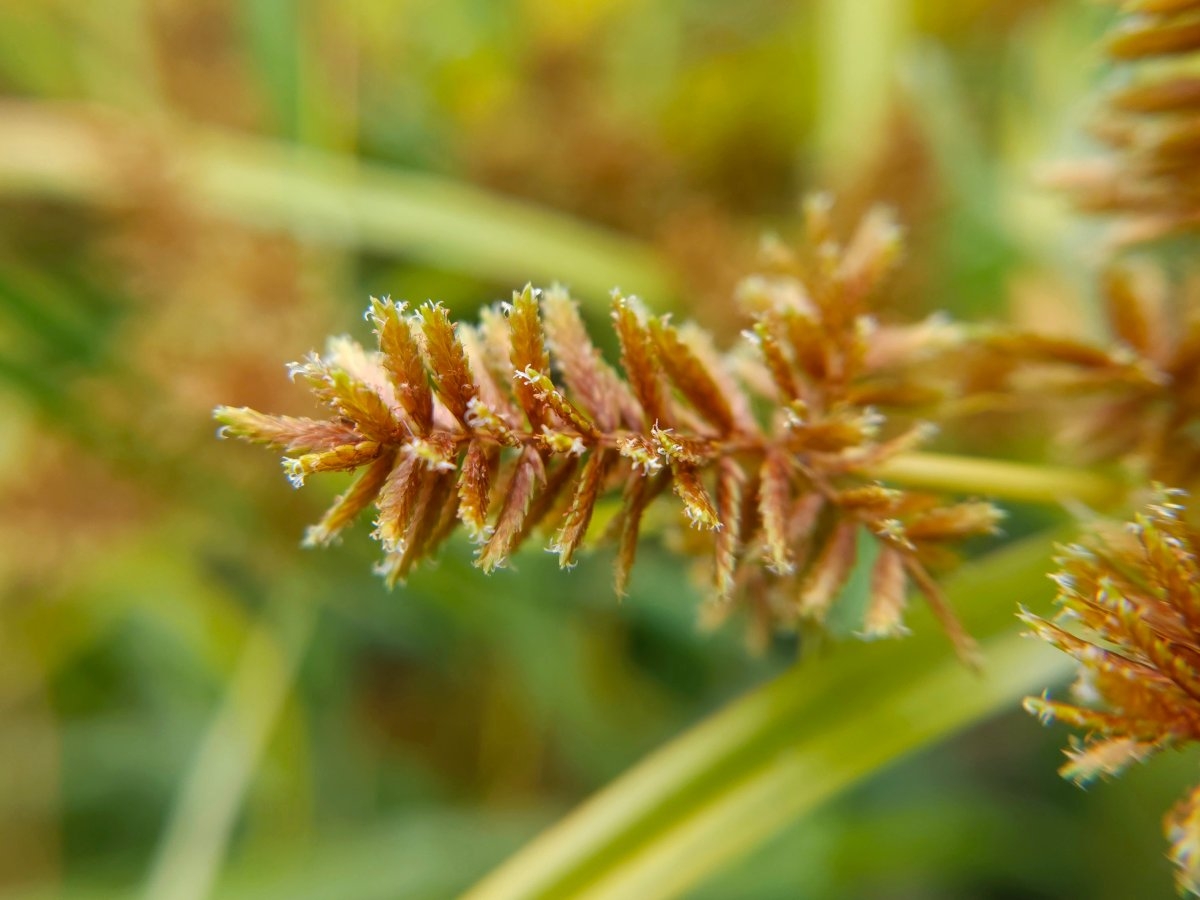 Cyperus erythrorhizos