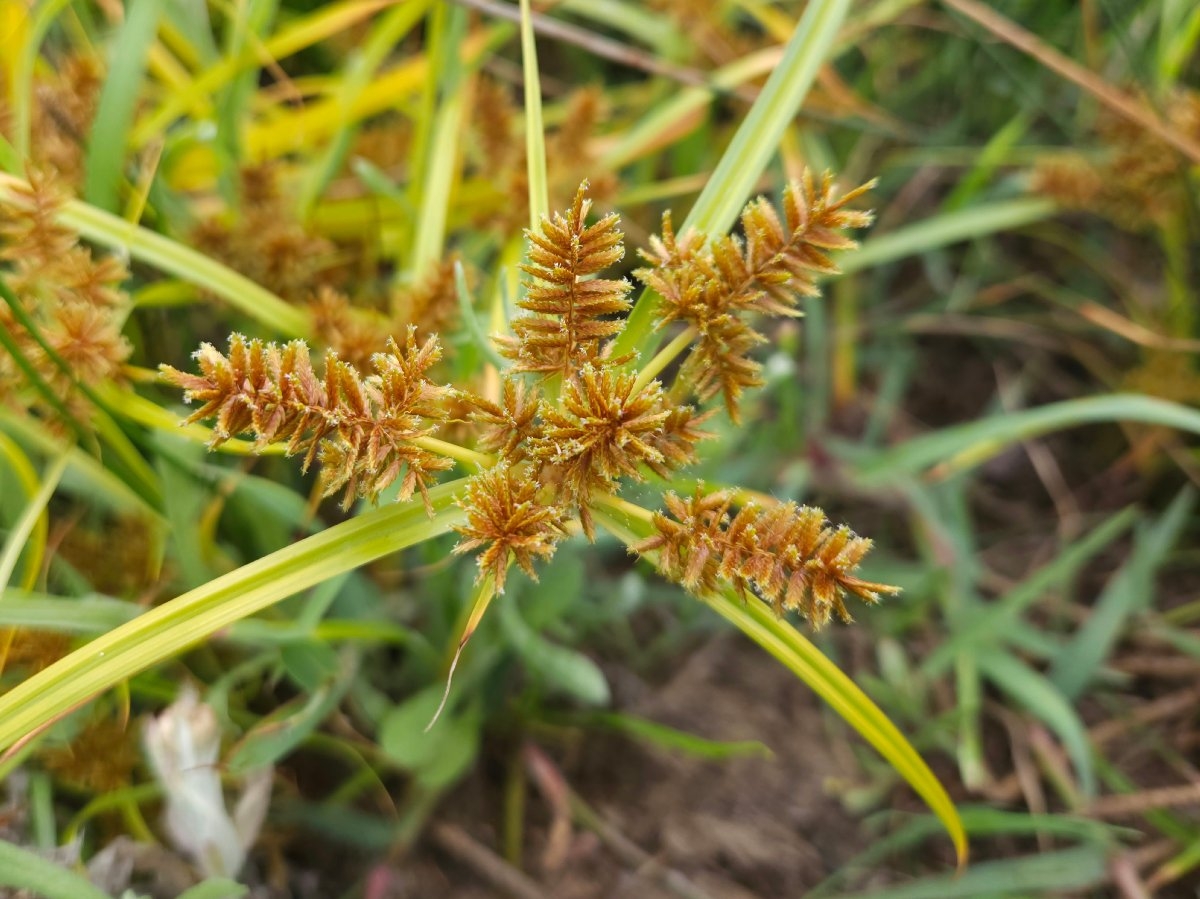 Cyperus erythrorhizos