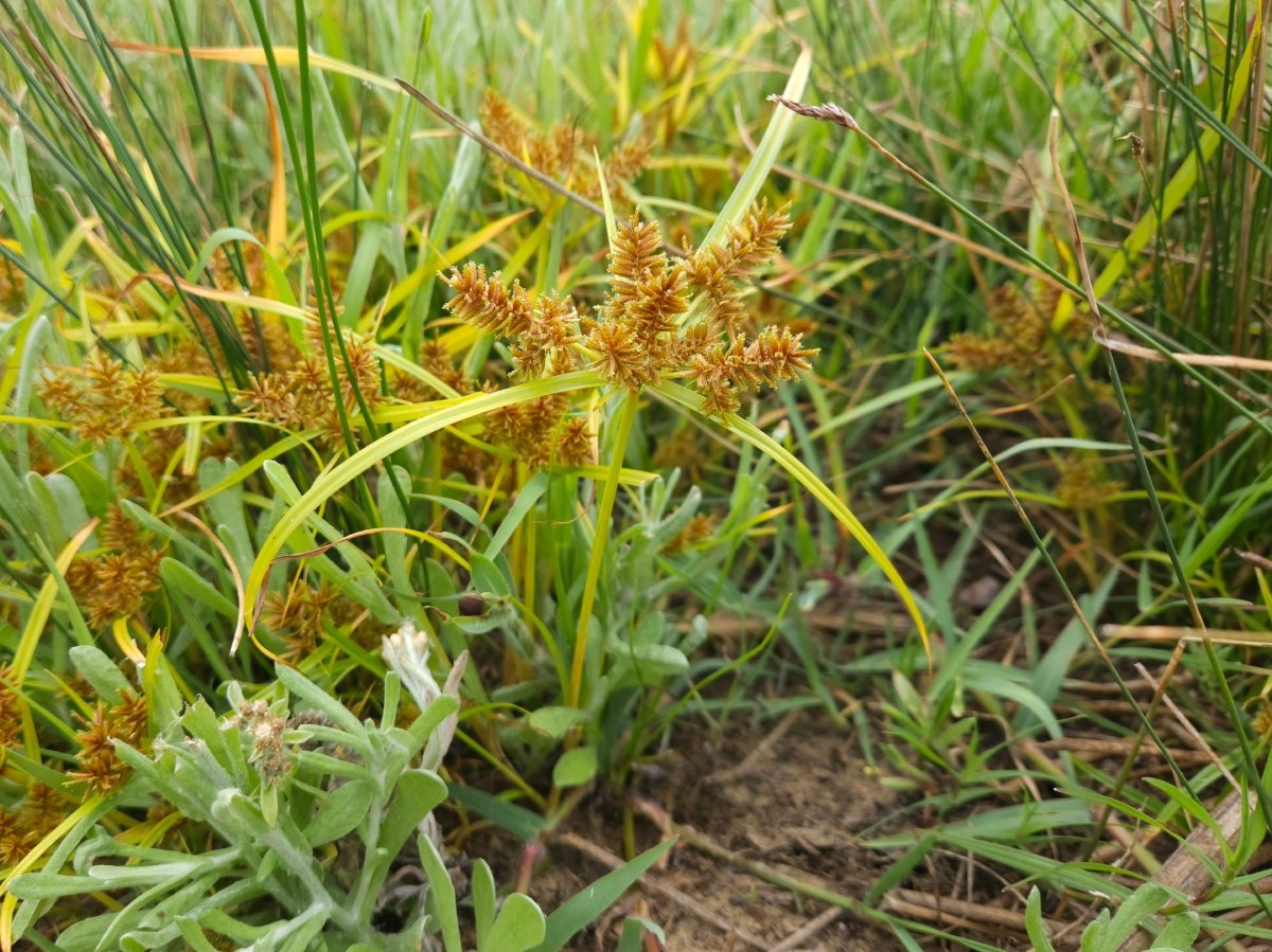 Cyperus erythrorhizos