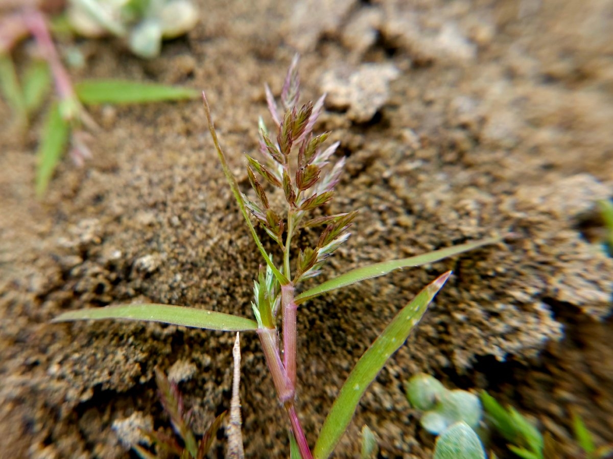 Eragrostis hypnoides