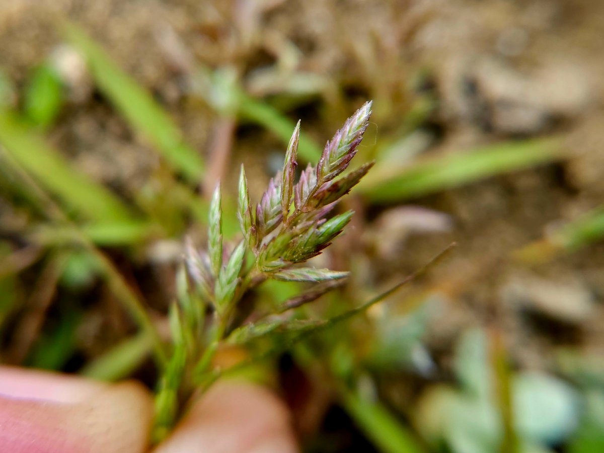 Eragrostis hypnoides