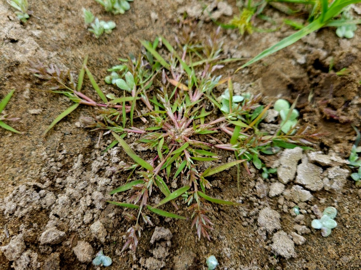 Eragrostis hypnoides