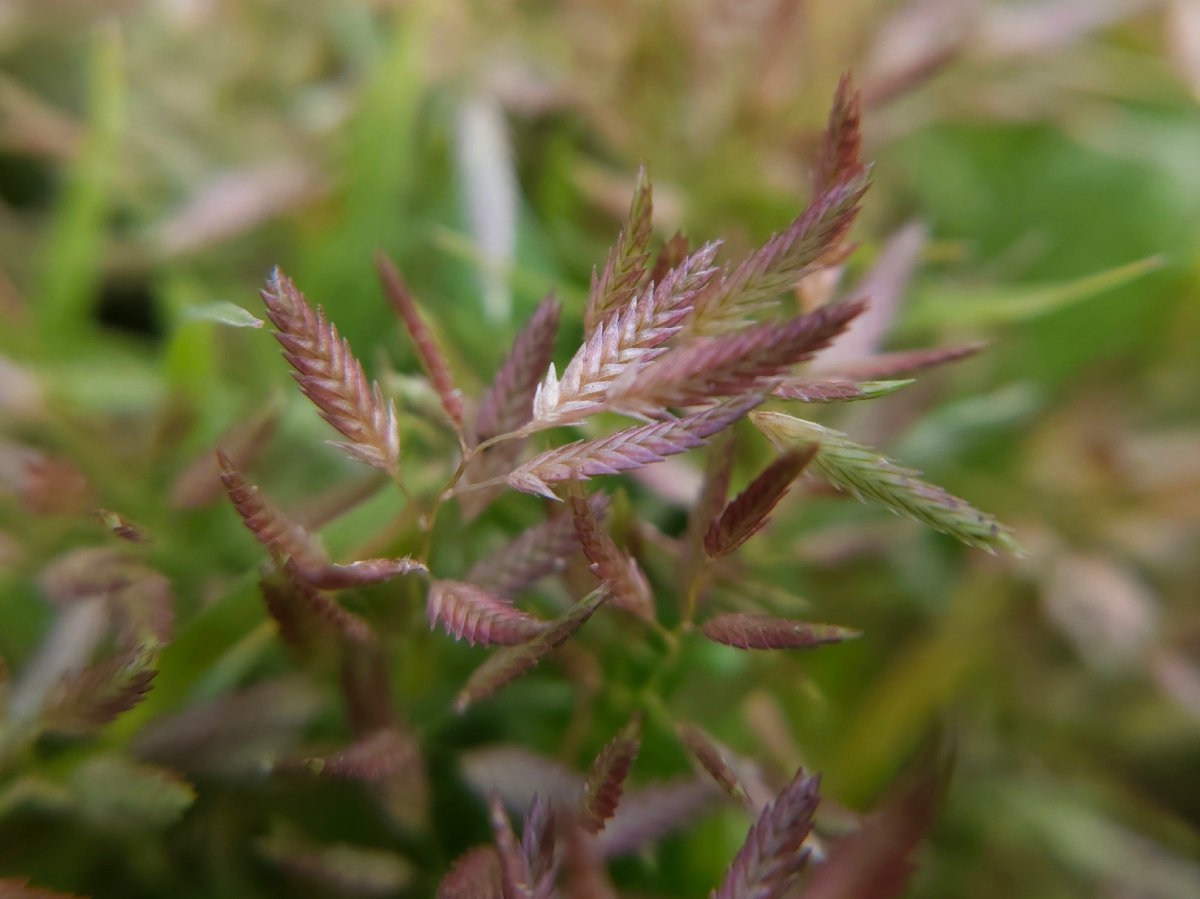 Eragrostis hypnoides