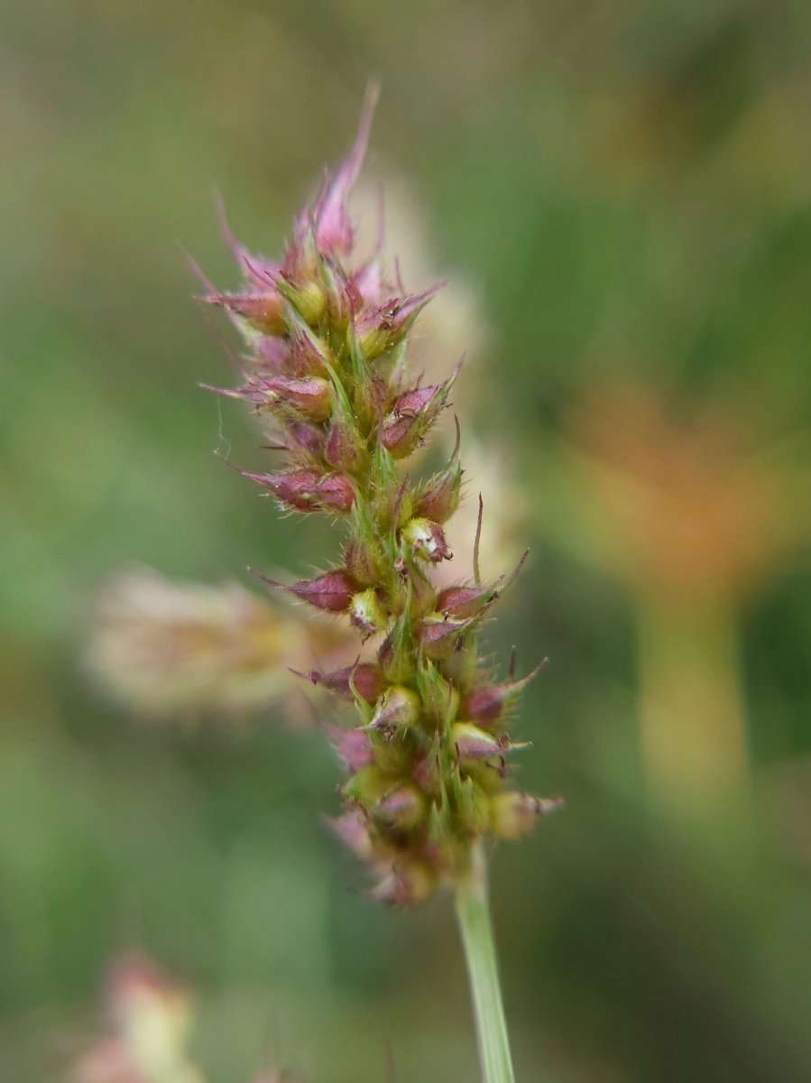 Echinochloa crus-galli