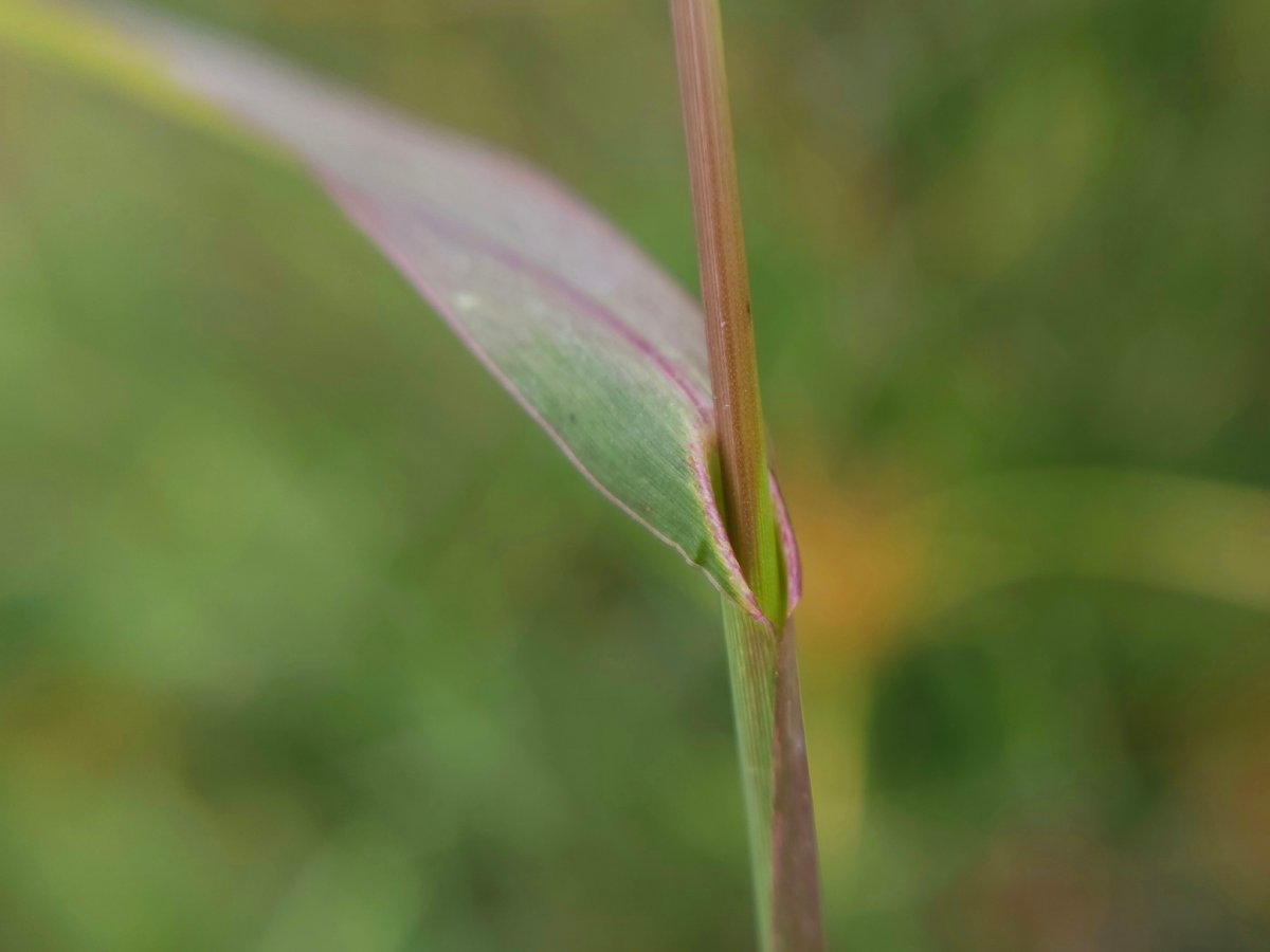 Echinochloa crus-galli