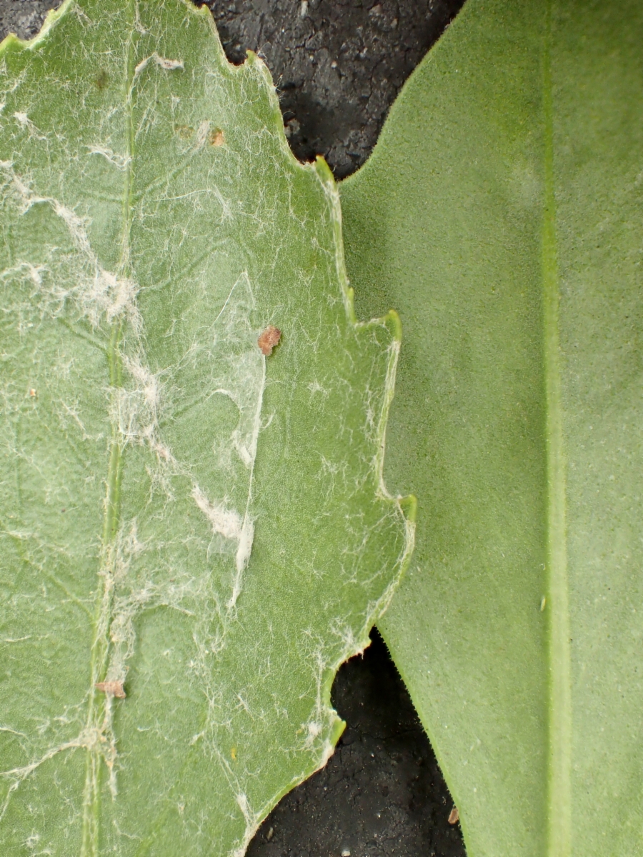 Chrysanthemoides monilifera ssp. monilifera