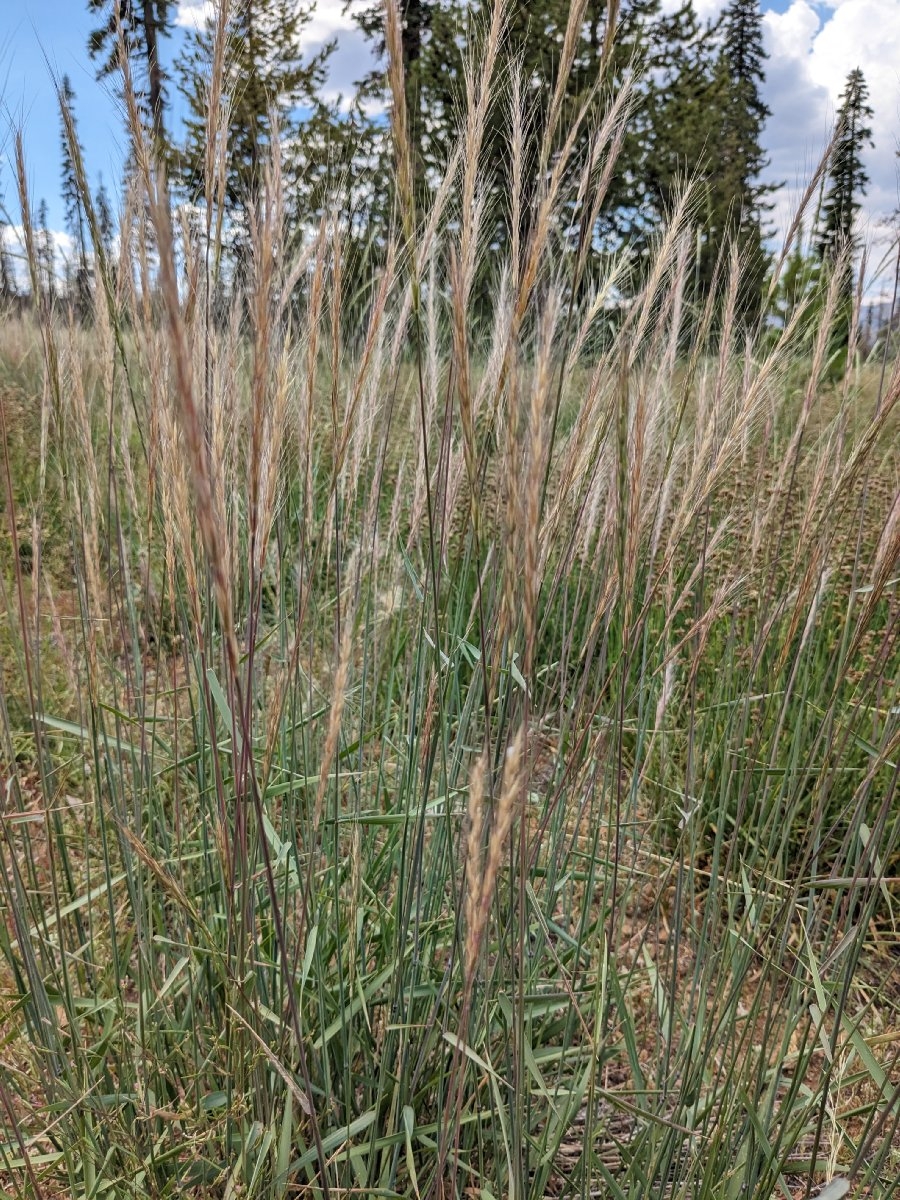 Elymus Xhansenii