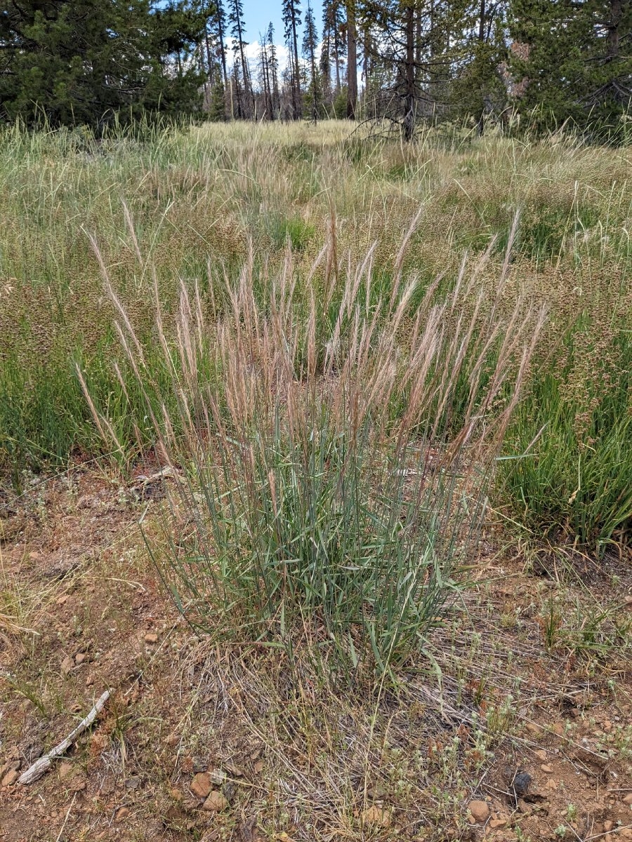 Elymus Xhansenii