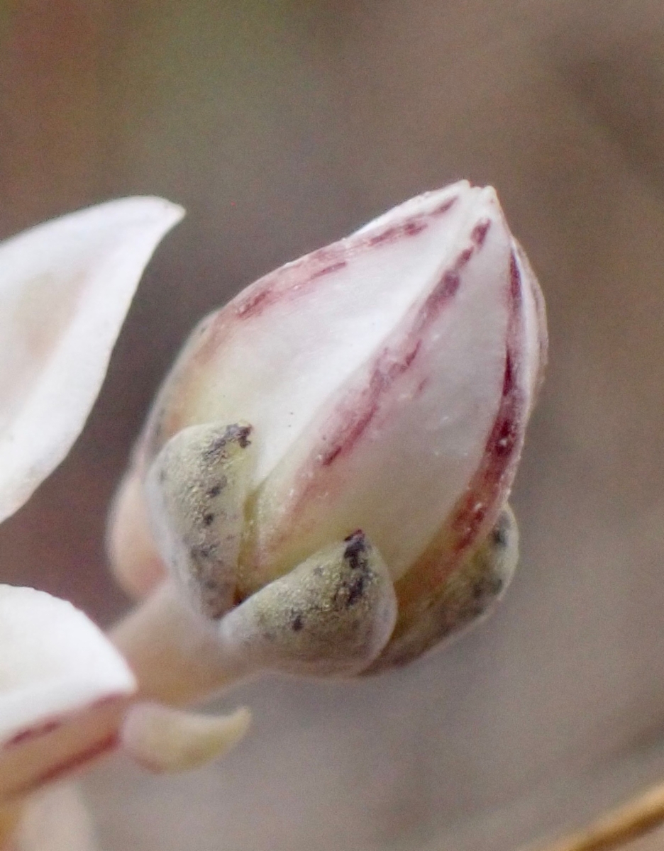 Dudleya blochmaniae ssp. blochmaniae