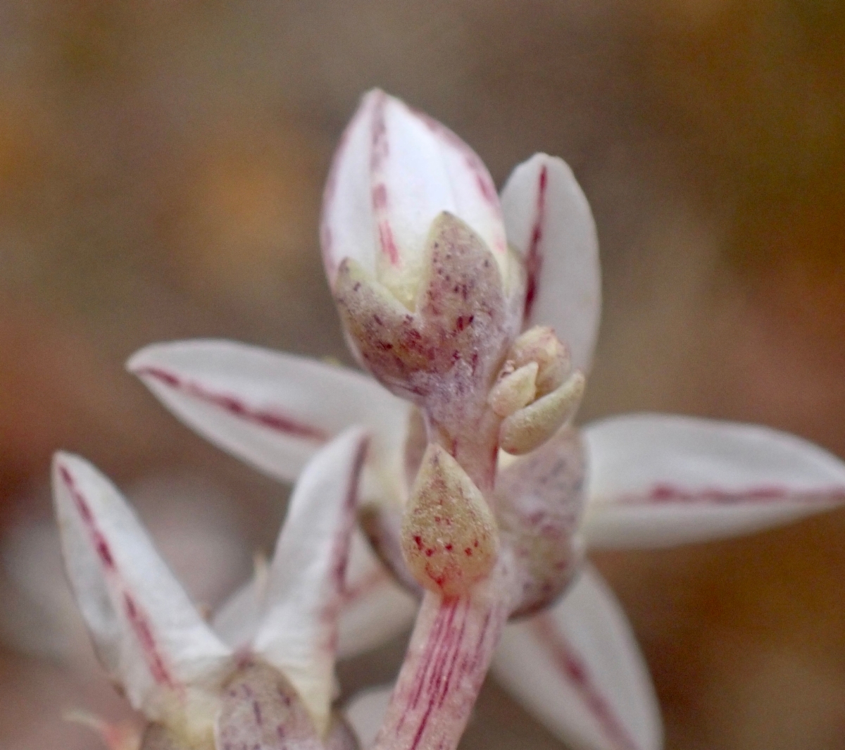 Dudleya blochmaniae ssp. blochmaniae