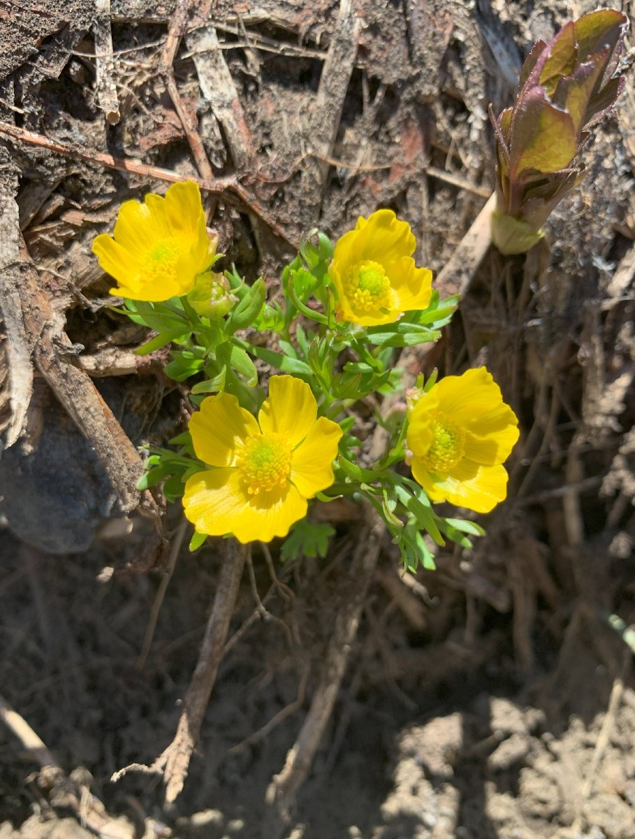 Ranunculus eschscholtzii var. suksdorfii