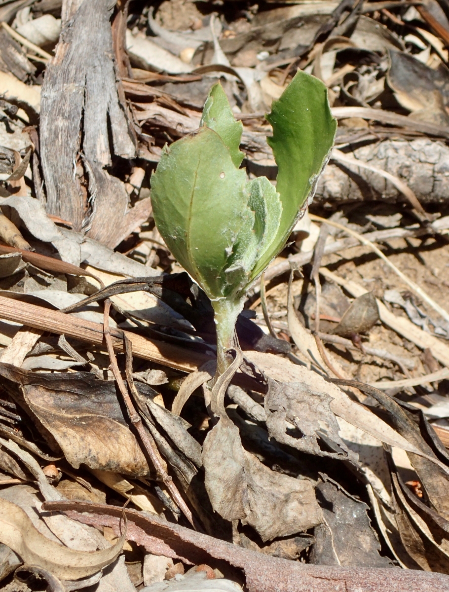 Chrysanthemoides monilifera ssp. monilifera