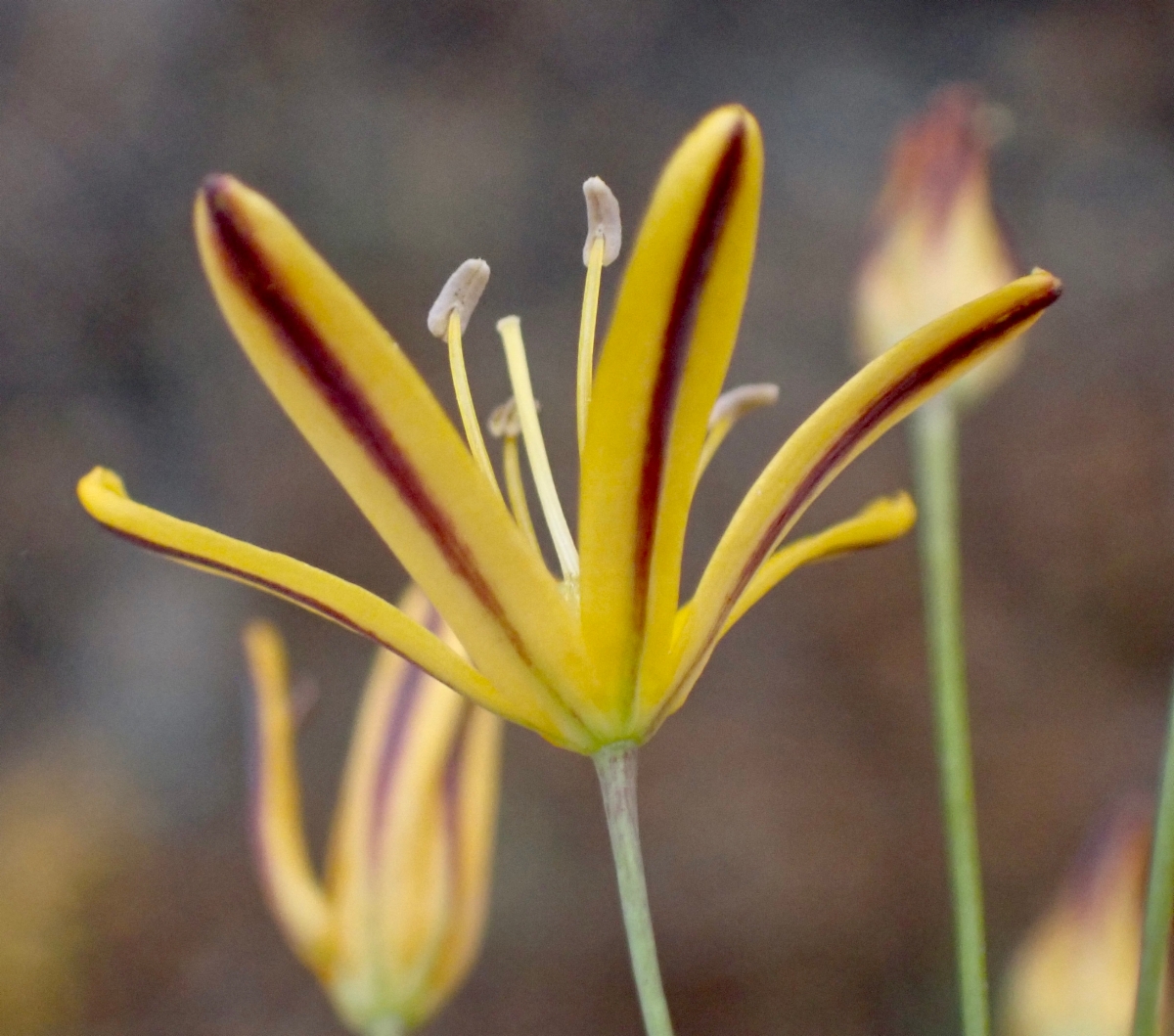 Bloomeria crocea var. aurea