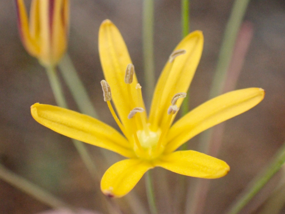 Bloomeria crocea var. aurea