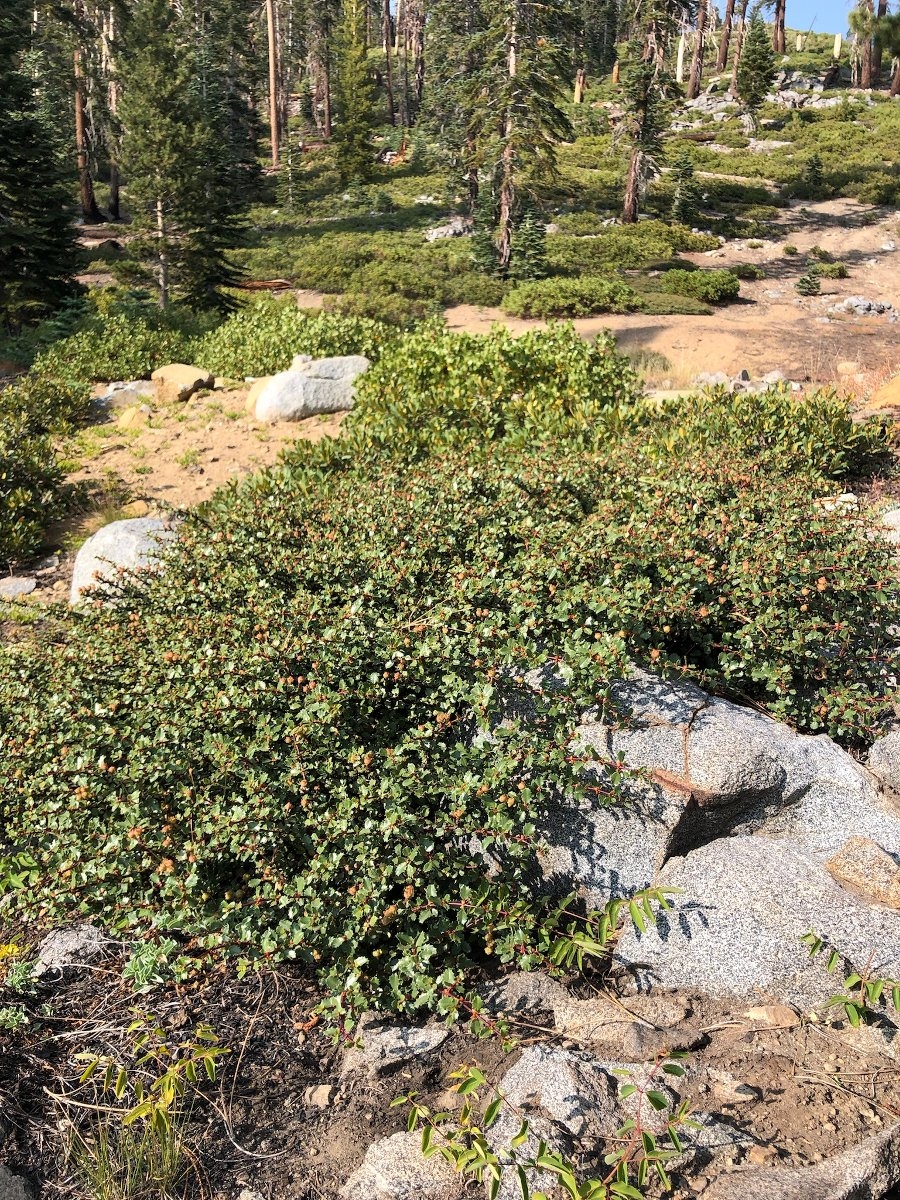 Ceanothus pinetorum