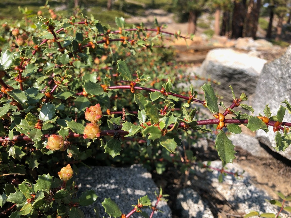 Ceanothus pinetorum