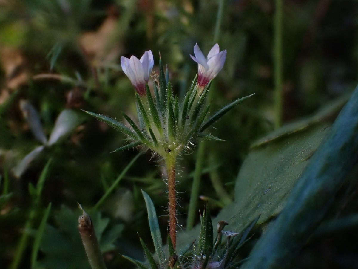 Navarretia peninsularis