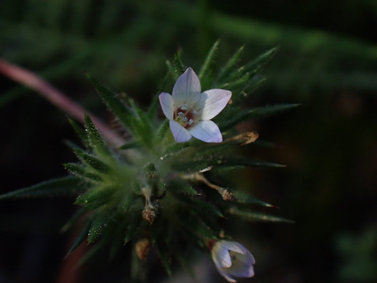 Navarretia peninsularis