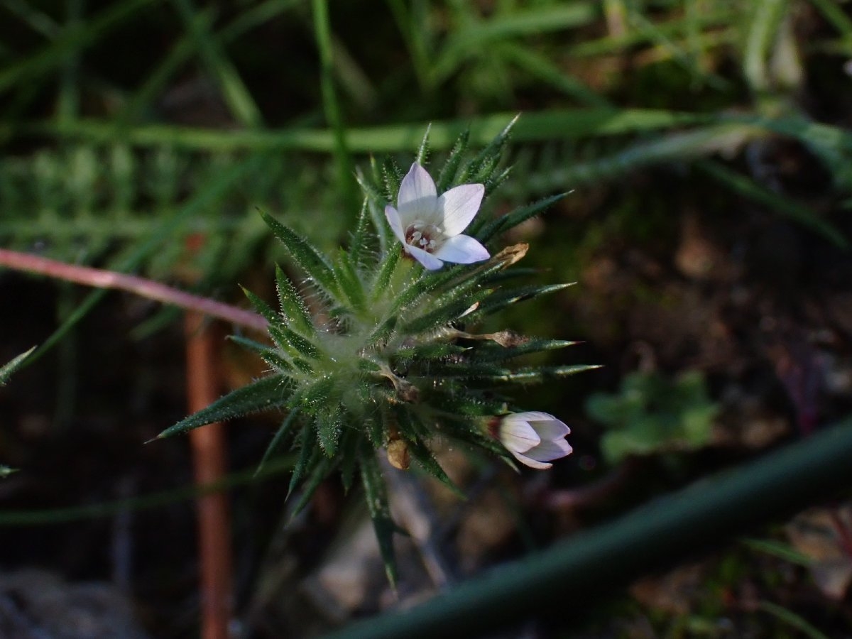 Navarretia peninsularis