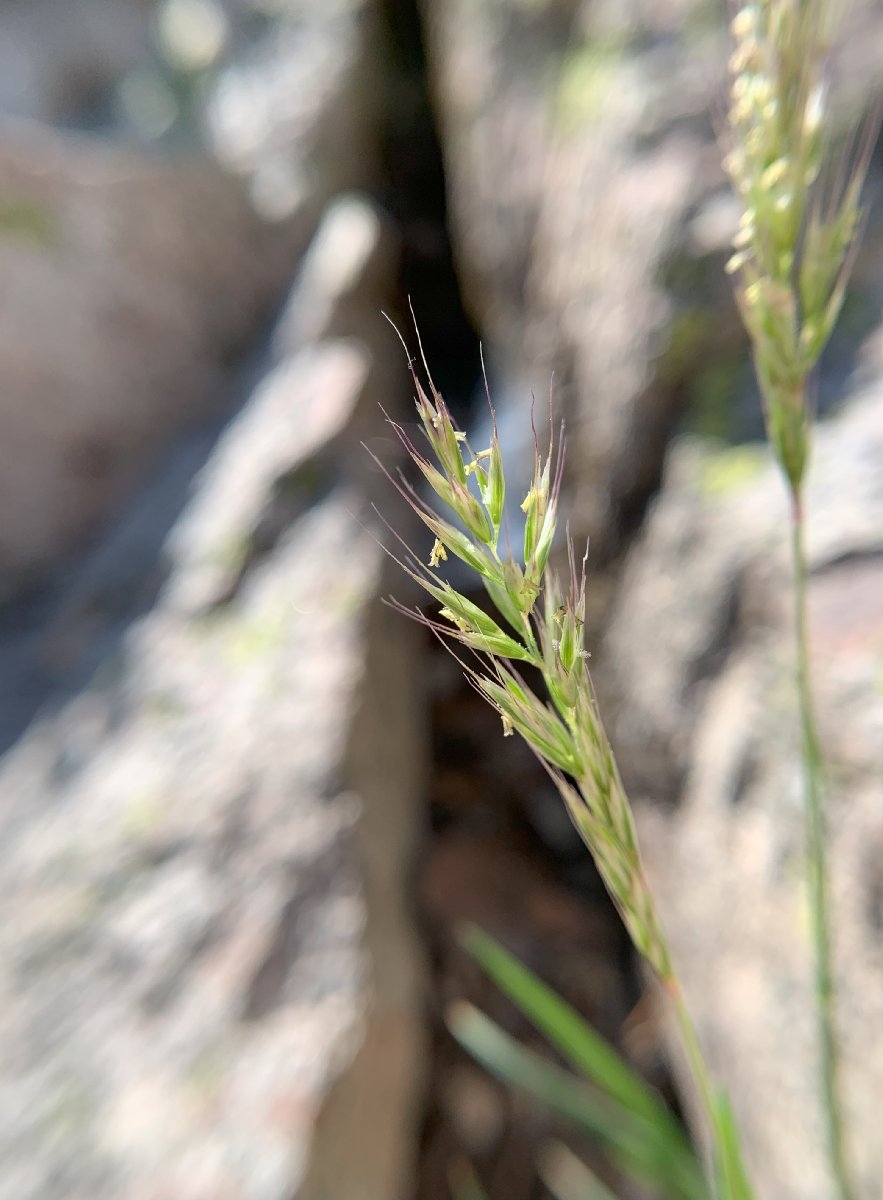 Trisetum spicatum