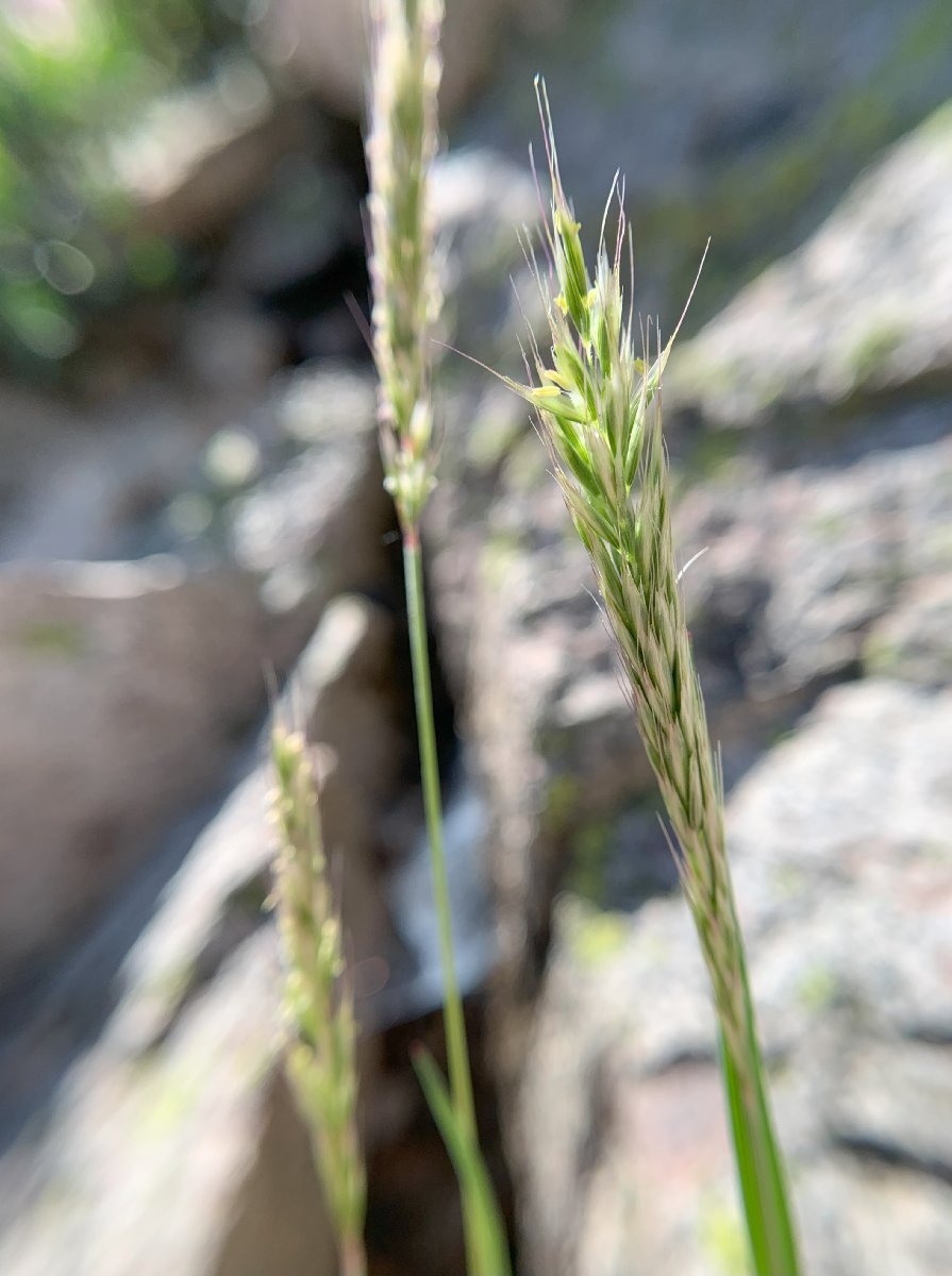 Trisetum spicatum