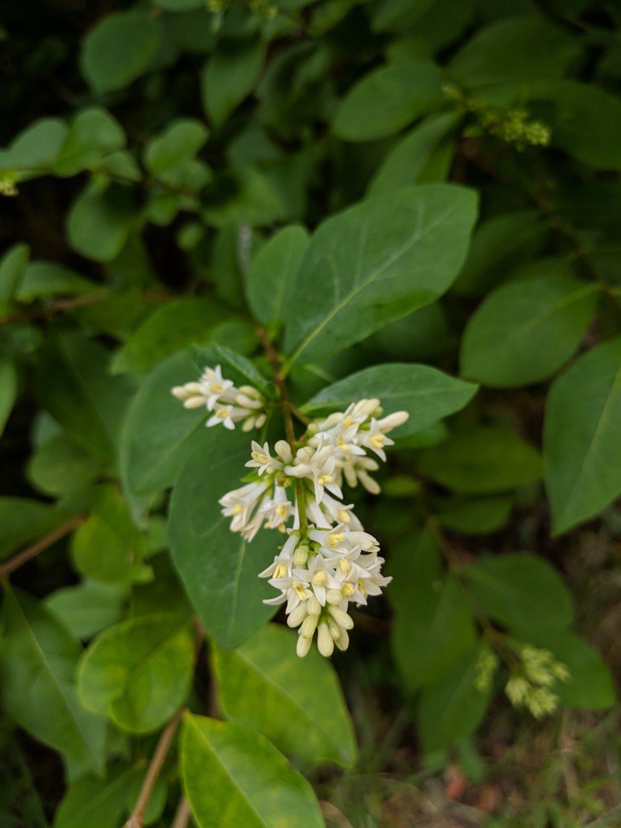 Ligustrum ovalifolium