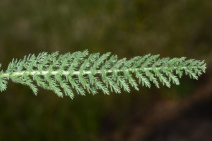 Achillea borealis ssp. arenicola