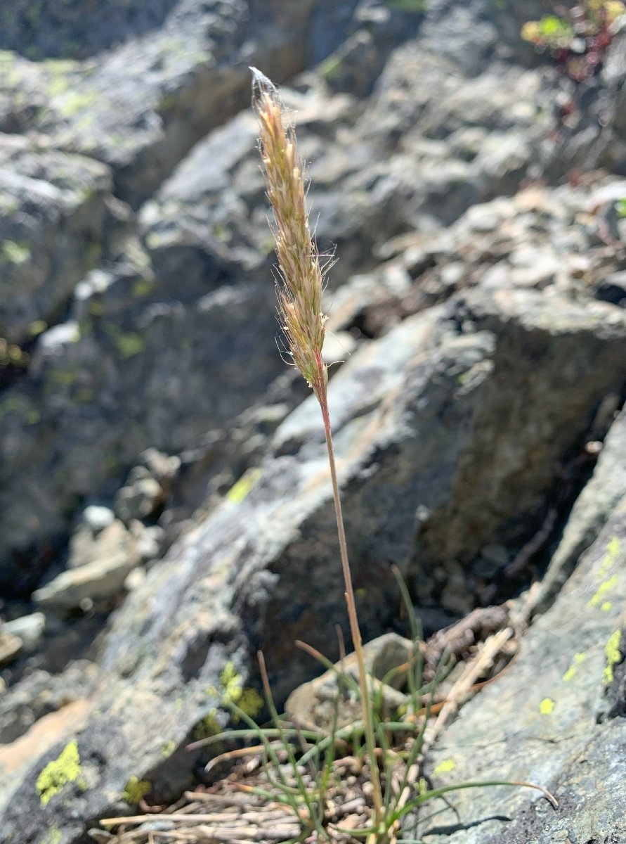 Trisetum spicatum