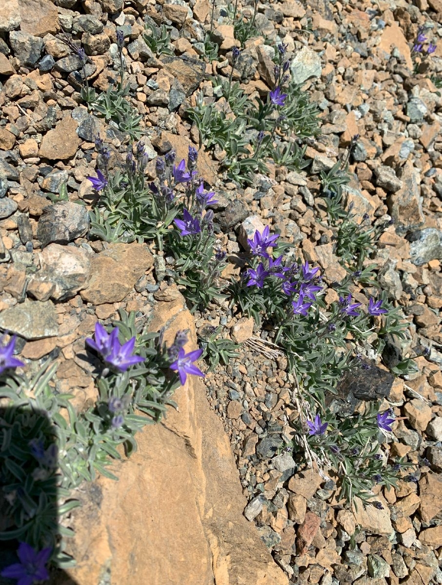 Campanula scabrella