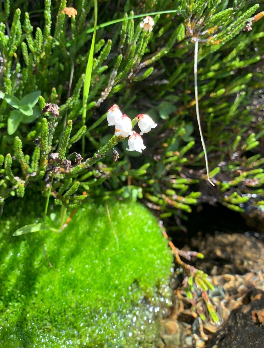 Cassiope mertensiana