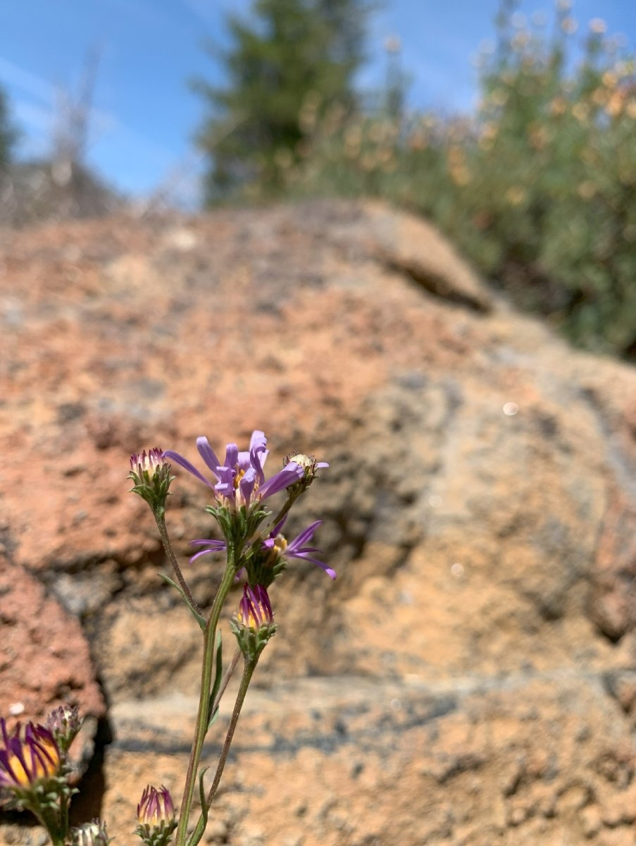 Erigeron aliceae