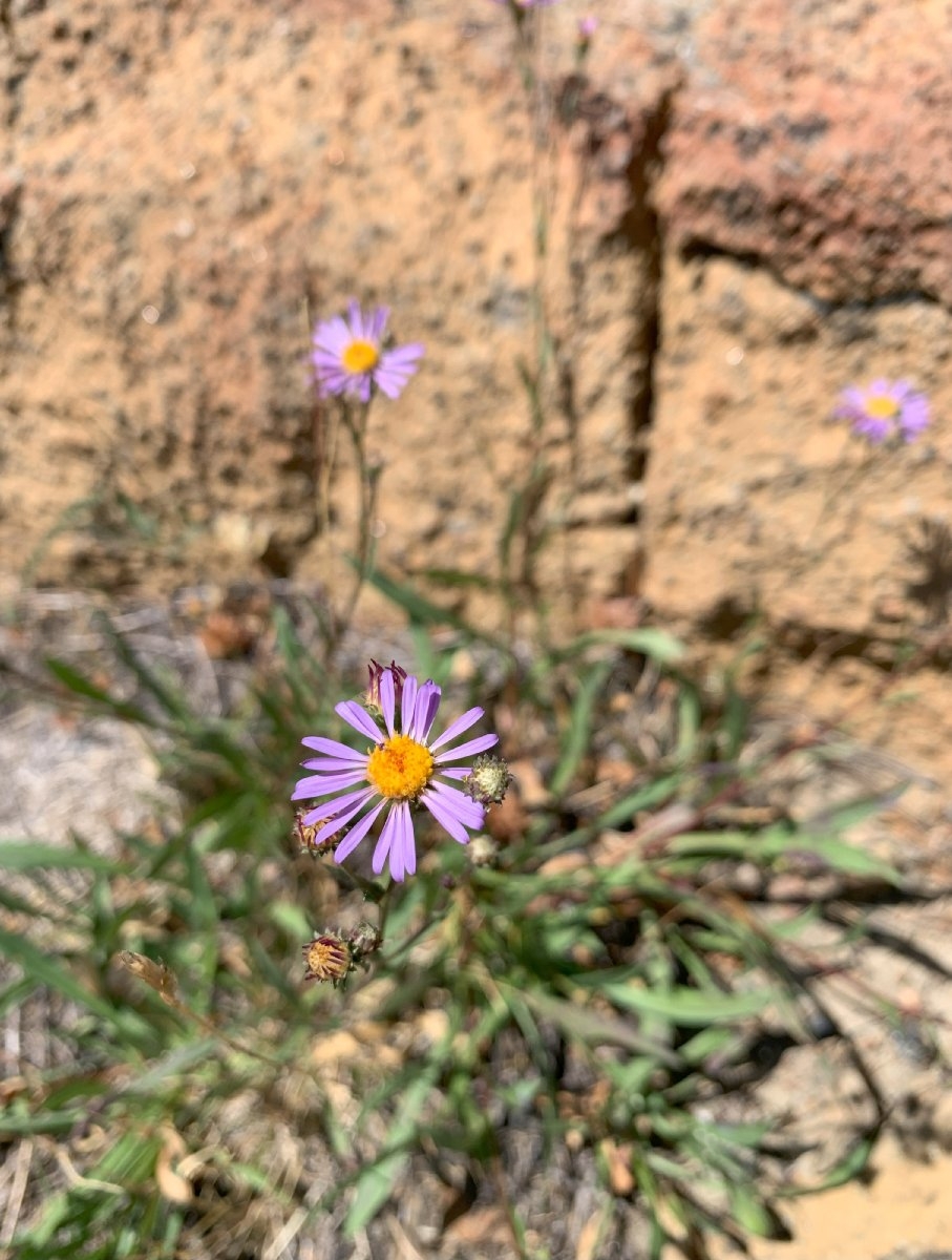 Erigeron aliceae