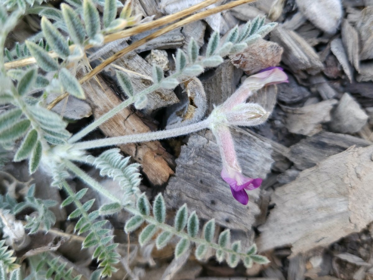 Astragalus leucolobus