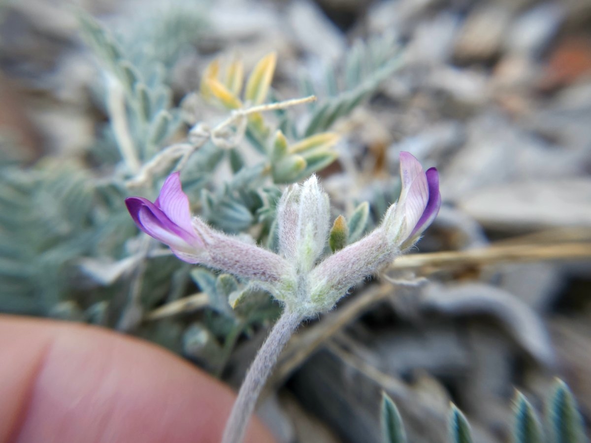 Astragalus leucolobus