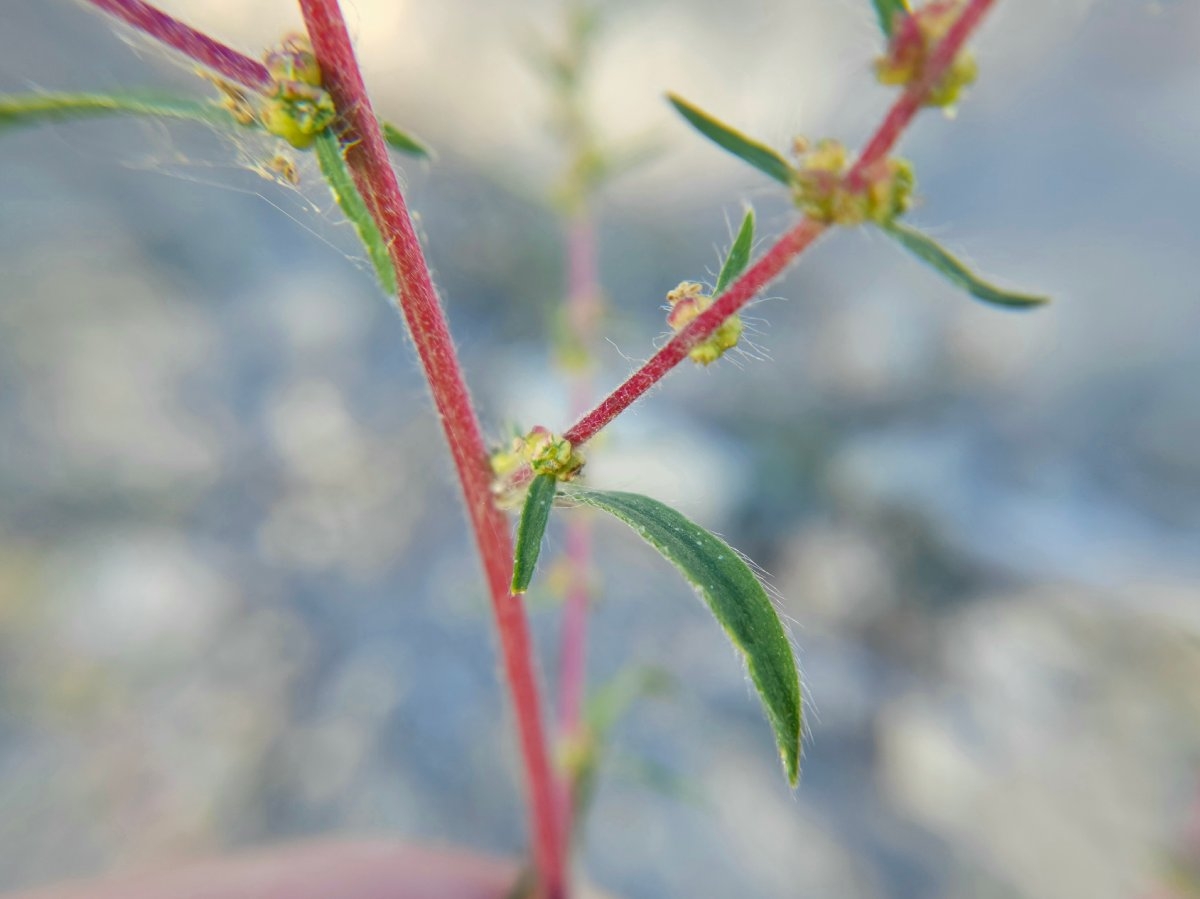 Kochia scoparia