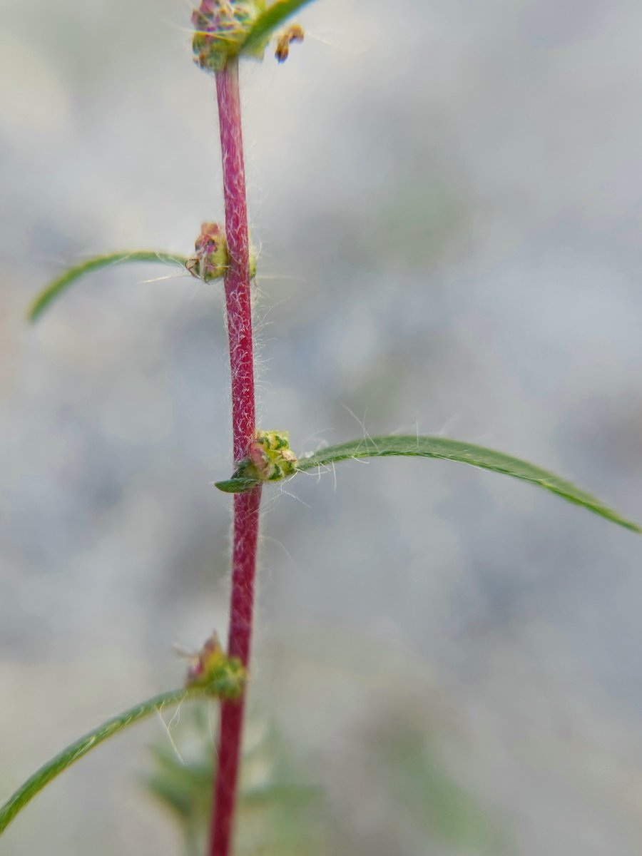 Kochia scoparia