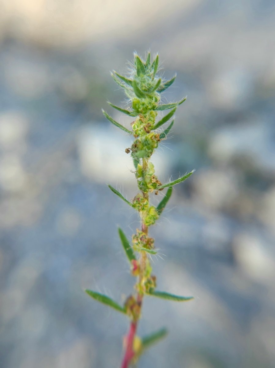 Kochia scoparia