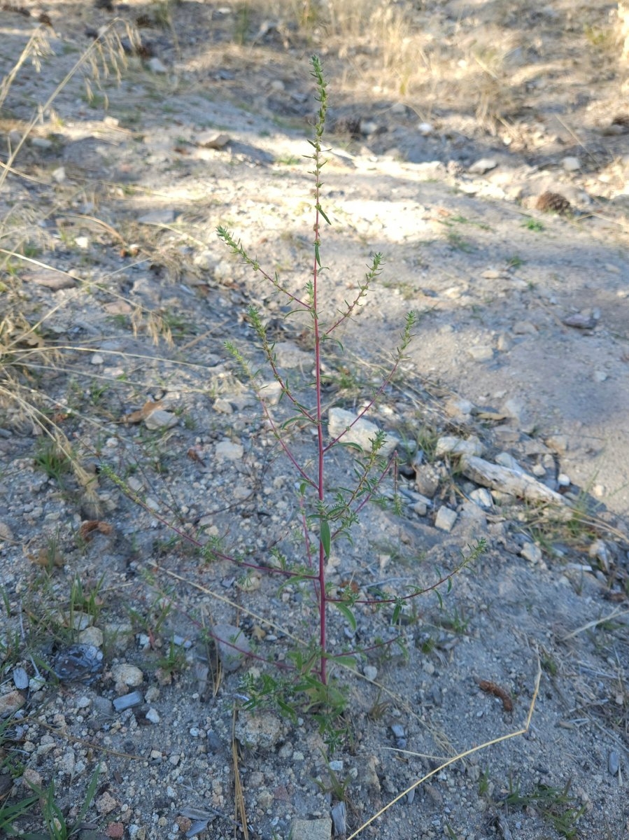 Kochia scoparia