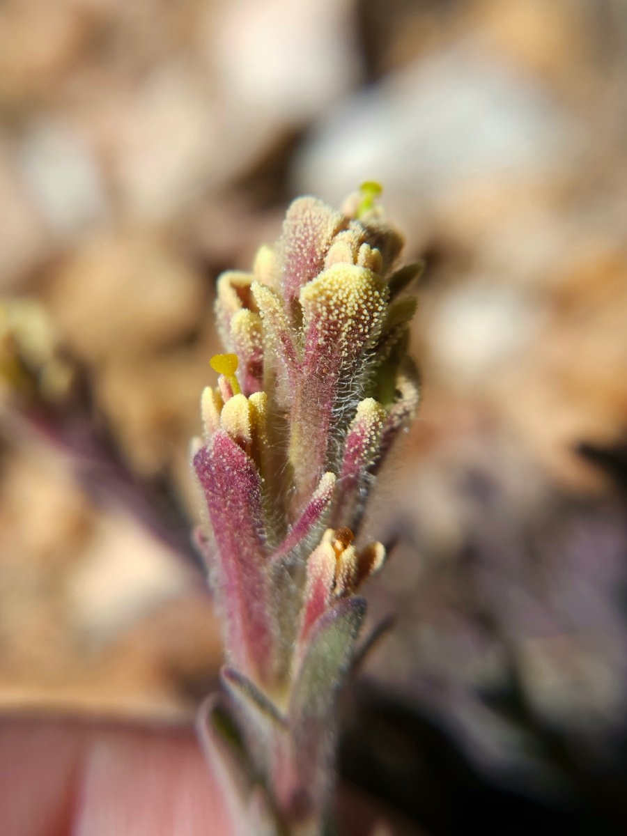 Castilleja cinerea