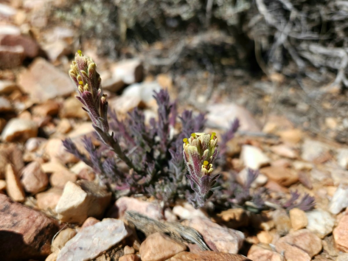 Castilleja cinerea