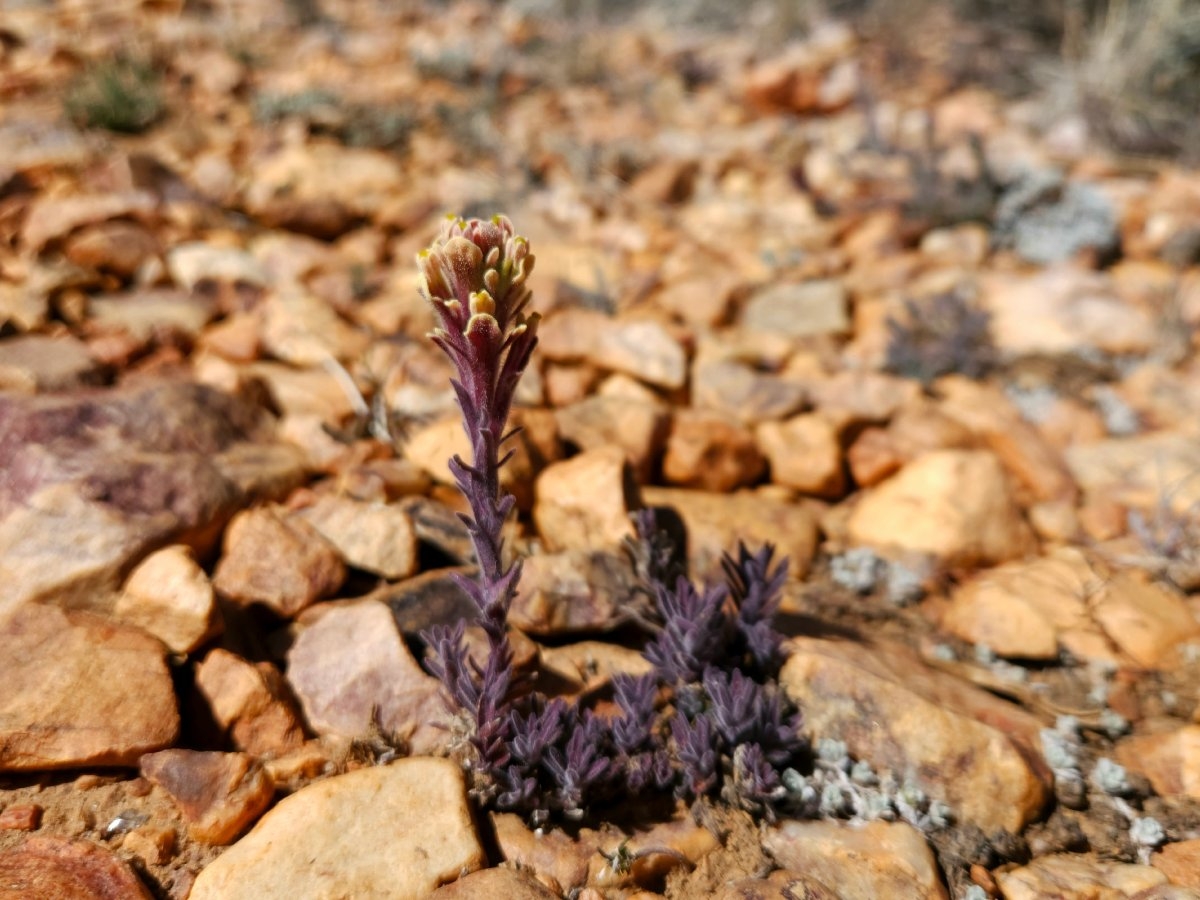 Castilleja cinerea