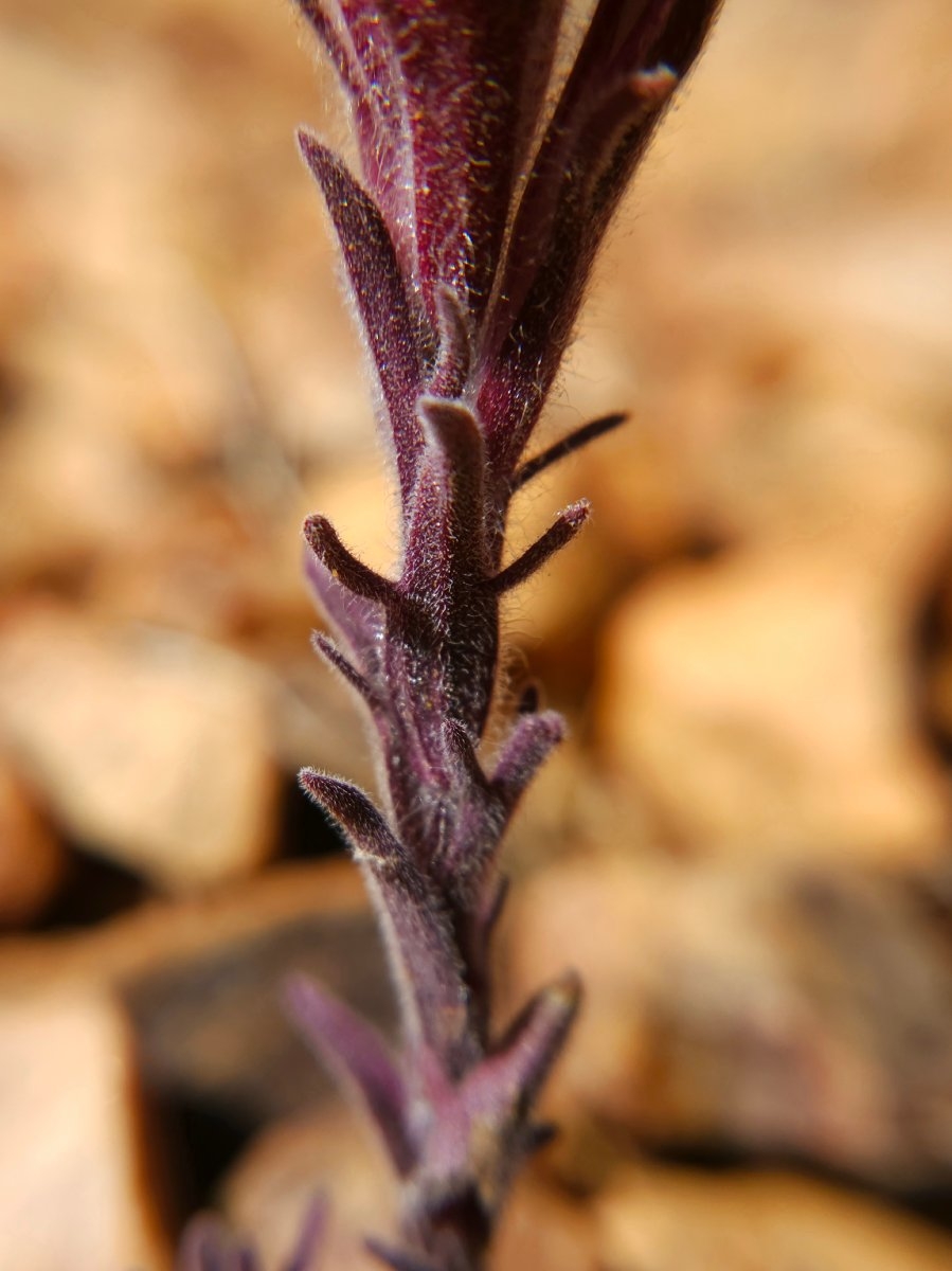 Castilleja cinerea